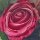 Rosenstrauß, Pink/Rosa, L: 30 cm