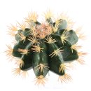 Kaktus zum Stecken gro&szlig;, rund