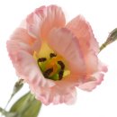 Lisianthus-Blumen im 2er Set rosa