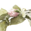 Rose mit 2 Bl&uuml;ten rosa