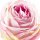 Kunst-Blume Rose mit gro&szlig;en Bl&uuml;tenkopf zartrosa/gr&uuml;n