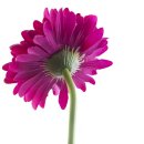 Kunst-Blume Gerbera violett
