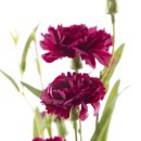 Kunst-Blume Nelke violett