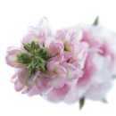 Kunst-Blume Delphinium/Rittersporn rosa