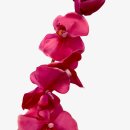 Deko Orchidee im Topf Pink