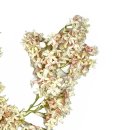 Blütengirlande creme hellrosa 165 cm