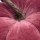 Herbst Deko K&uuml;rbisse aus Samt in 2 verschiedenen Gr&ouml;&szlig;en lila