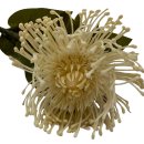 Kunstblume Nadelkissen-Chrysantheme wei&szlig; ca. 73 cm
