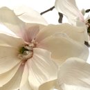 Kunstblume Magnolie weiss / rosa ca.86 cm