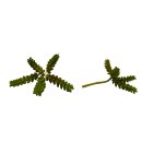 Deko-Sukkulente grün ca. 20 cm