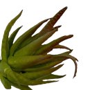 Deko-Sukkulente gr&uuml;n ca. 10,5 cm