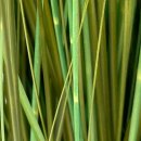 Deko-Gras / Sumpf-Binse im Topf ca. 57 cm