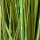 Deko-Gras / Sumpf-Binse im Topf ca. 57 cm