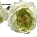 China-Rose/Teerose weiss ca. 66 cm