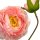 China-Rose/Teerose rosa ca. 66 cm