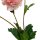China-Rose/Teerose rosa ca. 66 cm