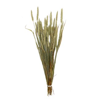 Trockenblumen-Bund Weizen Länge ca. 50 cm