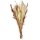 Trockenblumen-Bund Chinaschilf,  Rohrkolben und Pampas natur ca.65 cm