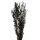 Trockenblumen-Bund Schilfrohr schwarz ca. 100 cm