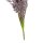 Dekozweig Saathafer lila h&auml;ngend ca. 80 cm
