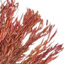Trockenblumen-Bund Hahnenkamm rosa ca. 60 cm