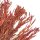 Trockenblumen-Bund Hahnenkamm rosa ca. 60 cm