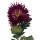 Deko Blume &quot; Chrysantheme &quot; weinrot ca. 80 cm