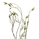 K&uuml;nstliches Seegras gr&uuml;n ca.160 cm