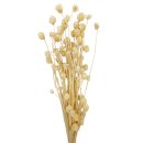 Trockenblumen-Bund Phalaris creme ca. 70 cm