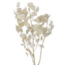 Trockenblumen-Bund Silberblatt natur ca. 60 cm