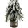 Naturgetreuer Tannenbaum mit Schnee Grün ca. 26 cm