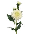 Künstliche Dahlie Weiß ca. 61 cm