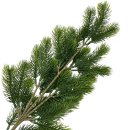 Tannenzweig Grün ca.65 cm