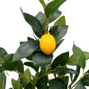 Naturgetreuer Zitronenbaum ca. 90 cm