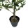 Naturgetreuer Zitronenbaum ca. 90 cm