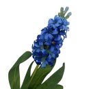 Hyazinthe Flieder
