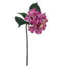 Hortensie