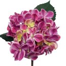 Hortensie