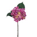 Hortensie