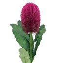 Künstliche Banksie Pink ca.65 cm