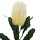 Künstliche Banksie Weiß/ Gelb ca.65 cm