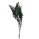 Künstliche Frauenhaarfarne Dunkelgrün ca.80 cm