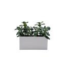 Kunstpflanze Geldbaum Grün ca. 20 cm