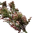 Hängender Künstlicher Crassula Zweig ca. 76 cm